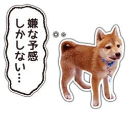 Japanese Shiba Inu hanako4 PhotoSticker sticker #14073122