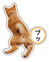Japanese Shiba Inu hanako4 PhotoSticker sticker #14073125