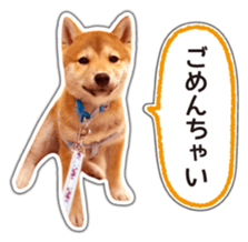 Japanese Shiba Inu hanako4 PhotoSticker sticker #14073126
