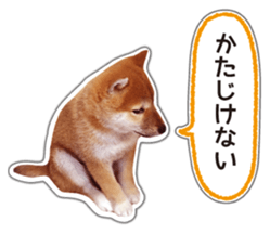 Japanese Shiba Inu hanako4 PhotoSticker sticker #14073127