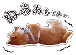 Japanese Shiba Inu hanako4 PhotoSticker sticker #14073130