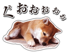 Japanese Shiba Inu hanako4 PhotoSticker sticker #14073131