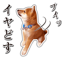 Japanese Shiba Inu hanako4 PhotoSticker sticker #14073132