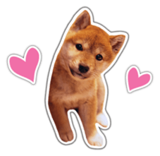Japanese Shiba Inu hanako4 PhotoSticker sticker #14073136