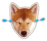 Japanese Shiba Inu hanako4 PhotoSticker sticker #14073137