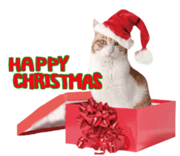Cat's Christmas sticker #14075951