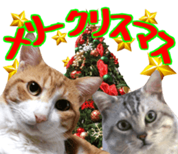 Cat's Christmas sticker #14075953