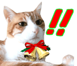 Cat's Christmas sticker #14075967
