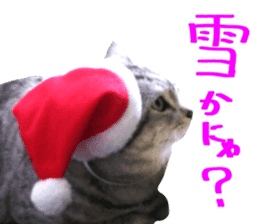 Cat's Christmas sticker #14075972