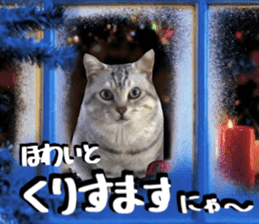 Cat's Christmas sticker #14075973