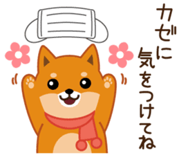 Shiba dog "MUSASHI" 10 winter sticker #14076224