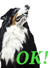 BERNESE MOUNTAIN DOG RIN Ver.5 sticker #14076950