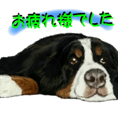 BERNESE MOUNTAIN DOG RIN Ver.5 sticker #14076951