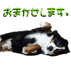 BERNESE MOUNTAIN DOG RIN Ver.5 sticker #14076952