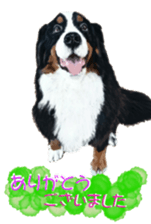 BERNESE MOUNTAIN DOG RIN Ver.5 sticker #14076954