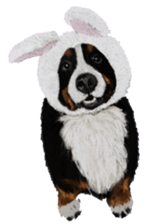 BERNESE MOUNTAIN DOG RIN Ver.5 sticker #14076955