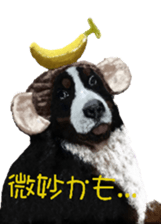 BERNESE MOUNTAIN DOG RIN Ver.5 sticker #14076956