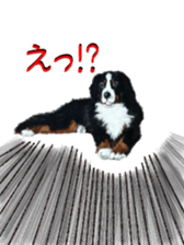 BERNESE MOUNTAIN DOG RIN Ver.5 sticker #14076957