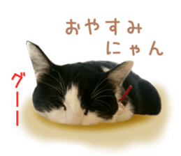 Real CAT -HA CHI WA RE- sticker #14077207