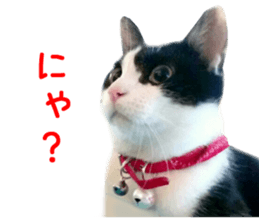 Real CAT -HA CHI WA RE- sticker #14077208