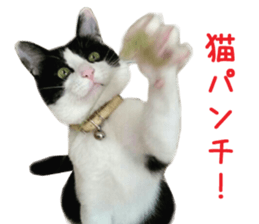 Real CAT -HA CHI WA RE- sticker #14077211