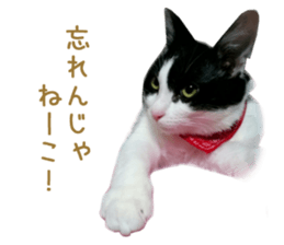 Real CAT -HA CHI WA RE- sticker #14077212