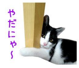 Real CAT -HA CHI WA RE- sticker #14077213