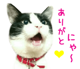 Real CAT -HA CHI WA RE- sticker #14077216