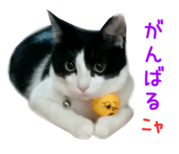 Real CAT -HA CHI WA RE- sticker #14077217