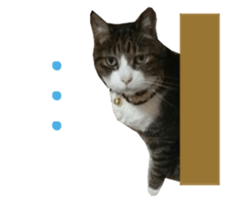 Real CAT -HA CHI WA RE- sticker #14077218