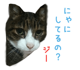 Real CAT -HA CHI WA RE- sticker #14077219