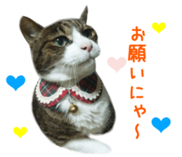 Real CAT -HA CHI WA RE- sticker #14077222