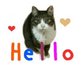 Real CAT -HA CHI WA RE- sticker #14077223