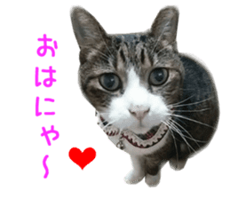 Real CAT -HA CHI WA RE- sticker #14077224