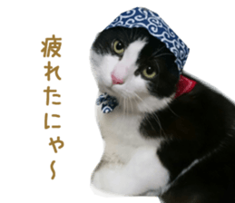 Real CAT -HA CHI WA RE- sticker #14077227