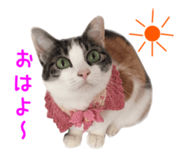Real CAT -HA CHI WA RE- sticker #14077228