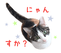 Real CAT -HA CHI WA RE- sticker #14077230