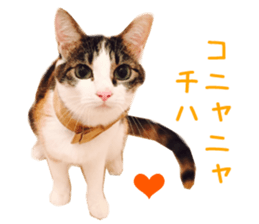 Real CAT -HA CHI WA RE- sticker #14077231