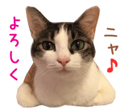 Real CAT -HA CHI WA RE- sticker #14077233