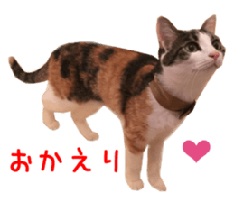 Real CAT -HA CHI WA RE- sticker #14077234