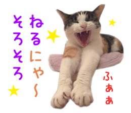 Real CAT -HA CHI WA RE- sticker #14077235
