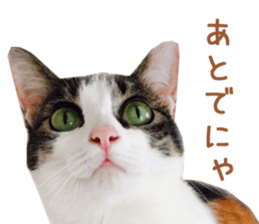 Real CAT -HA CHI WA RE- sticker #14077236