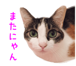 Real CAT -HA CHI WA RE- sticker #14077237