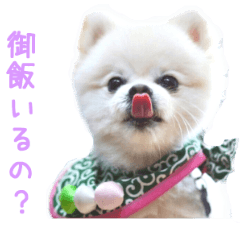 Real DOG BANDANA White Pomeranian