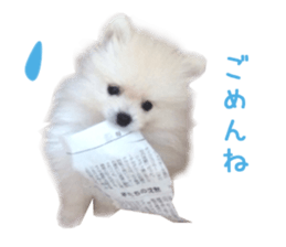 Real DOG BANDANA White Pomeranian sticker #14078536