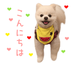 Real DOG BANDANA White Pomeranian sticker #14078541