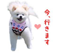 Real DOG BANDANA White Pomeranian sticker #14078544
