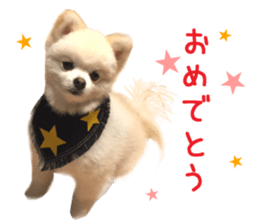 Real DOG BANDANA White Pomeranian sticker #14078545