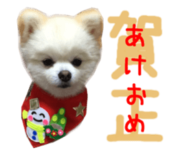 Real DOG BANDANA White Pomeranian sticker #14078546