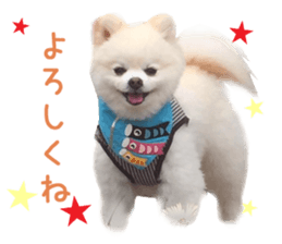 Real DOG BANDANA White Pomeranian sticker #14078548